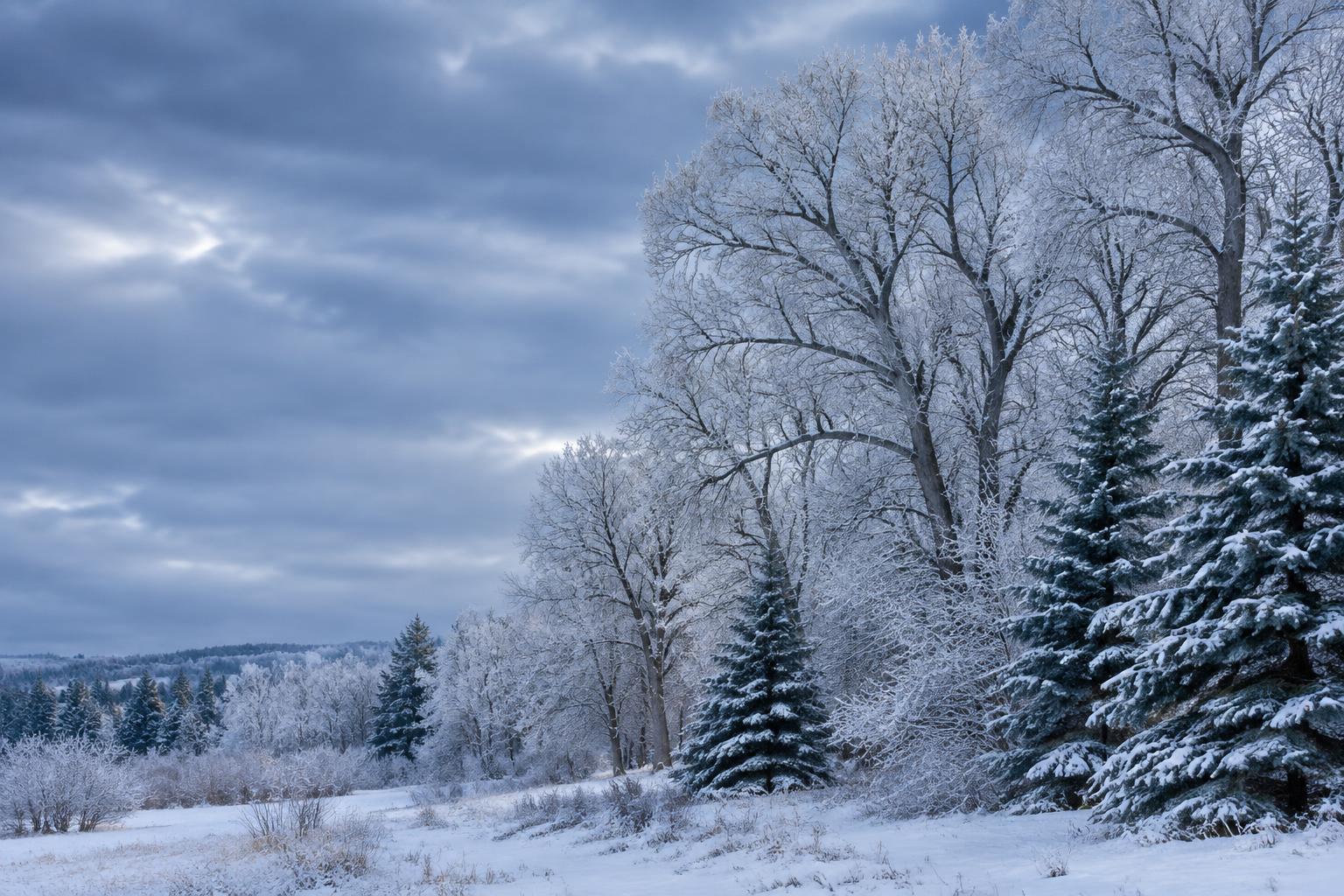 Snow-covered trees and frosted branches in a Colorado winter landscape